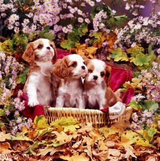 06000 cavalier king charles pups among flowers 3